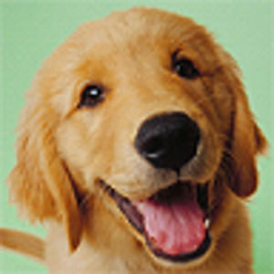 Meet your Posher, Bart